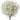 Amber Baby's Breath