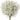 Amber Baby's Breath