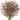 Amber Baby's Breath