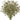 Amber Baby's Breath