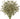 Amber Baby's Breath